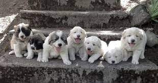 Litter Of 5 Border Collie Great Pyrenees Mix Puppies For Sale In Weaverville Ca Adn 33789 On Puppyfinder Com Gender Pyrenees Puppies Great Pyrenees Puppies