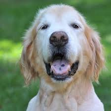 Golden heart senior care of charlotte is proud to award our goldstar caregiver for september 2020 to erika senior care in cornelius nc: Seniors Golden Retriever Rescue Club Of Charlotte