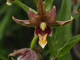 Image result for Epipactis africana