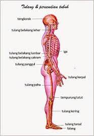 Rangka Tulang Persendian Pada Manusia Tubuh Manusia Anatomi Manusia Anatomi