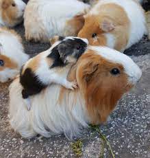 The all natural piggies choice hay racks are available finally! Newborn Guinea Pigs Are Precocial Meaning That They Are Basically Mini Adults When They Are Born They Are Fully Covered In Fur They Have Teeth And Claws And They Can Eat Solid
