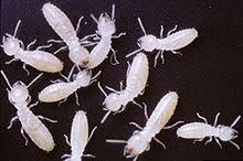Termites are colonizing insects that live all over the world in one form or another. Termite Wikipedia
