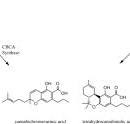 Olivetolate - an overview | ScienceDirect Topics