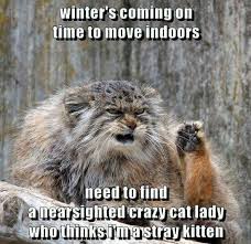 These Animals Are Not Quite Ready For Winter Yet Memes Funny Cat Photos Crazy Cats Funny Animal Memes