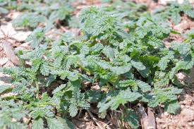 Image result for Coldenia procumbens