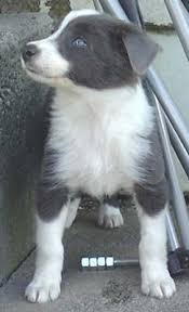The border collie puppies are a merry, romping breed that is full of energy and affection. Blue Border Collie Short Hair Puppy Border Collie Puppy Training Border Collie Border Collie Puppies