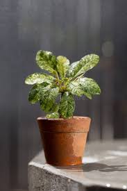 Image result for Dorstenia