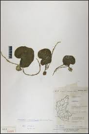 Image result for Nervilia crociformis