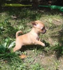 Free professional installation in up to 4 rooms. Chihuahua Puppy Dog For Sale In Youngstown Ohio