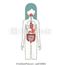 As part of a woman's reproductive cycle (which usually lasts about a month), the lining of the corpus (endometrium) thickens. Color Sections Silhouette Female Person With Internal Organs System Of Human Body Vector Illustration Canstock