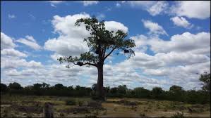 Image result for Oldfieldia dactylophylla