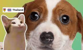 This diet helps control plaque and tartar with kibbles designed to promote chewing. 3ytigxuxiasvjm