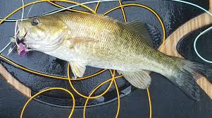 Search all the latest trinidad, ca foreclosures available. Fly Fishing The Delta Part 3 Places To Fish By Headwaters Fly Shop Headwaters Kayak Shop