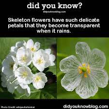 Skeleton Flowers Have Such Delicate Petals That Wtf Fun Facts Wow Facts Some Amazing Facts