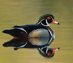 Common Ducks In Central Florida Uf Ifas Extension Polk County