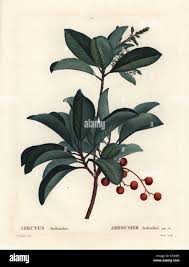 Image result for Andrachne