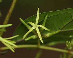 Image result for Oncinotis tenuiloba