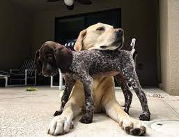 Lieve Foto Pointer Puppies German Shorthaired Pointer Dog German Shorthaired Pointer