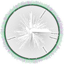 Image result for Huaceae