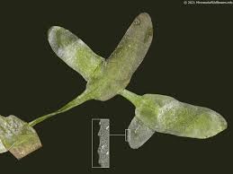 Image result for Lemna