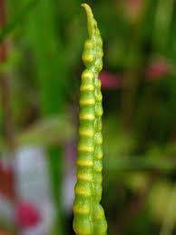 Image result for Ophioglossaceae