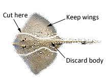 Alien Adventures: Hungry? Try Skate Wings – Looks Alien, But It's Delicious  | Alien Adventures