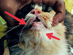Maybe you would like to learn more about one of these? 11 Penyebab Dan Cara Mengatasi Kucing Tidak Mau Makan Hobinatang