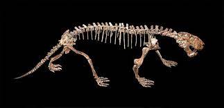 Sauroctonus A Gorgonopsid Prehistoric Animals Prehistoric Dinosaurs Fossils