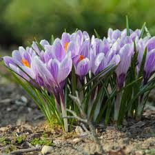 Image result for Commicarpus grandiflorus