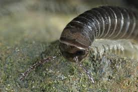 Millipedes are a group of arthropods that are characterised by having two pairs of jointed legs on most body segments; White Legged Snake Millipede Cave Animal Of The Year 2018