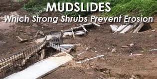 Stop a channel before it turns into a gully by using a hoe to break it up. Mudslide Prevention Which Strong Shrubs Prevent Erosion Green Thumb Nursery