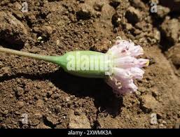 Image result for Emilia transvaalensis