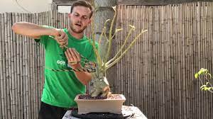 Desert Rose Bonsai Adenium Obesum Small Hardy Easy To Grow Succulent Tree 3 5 Feet Tall Pink White Or Red Fl Desert Rose Plant Adenium Desert Rose Care