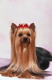 Bath and clean your dog thoroughly. How To Get The Traditional Yorkshire Terrier Look Dummies