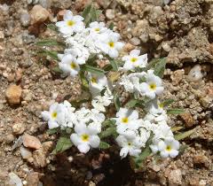 Image result for Pentas micrantha