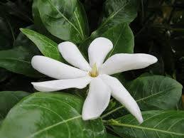 Image result for Gardenia posoquerioides