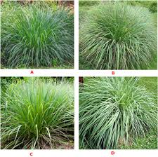 Image result for Cymbopogon nardus