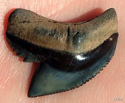 Spot a sand tiger shark's tooth by its narrowness. Fossil Tiger Shark Tooth Shark Tooth Fossil Shark Teeth Fossil Teeth