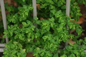 Obwohl für hunde und andere tiere schädlich, ist wolfsmilch die bevorzugte wirtspflanze für eine reihe von schmetterlingsarten. Garten Wolfsmilch Euphorbia Peplus