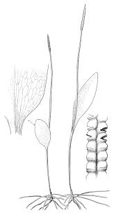 Image result for Ophioglossum thomasii