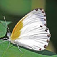 Image result for Crepidorhopalon whytei