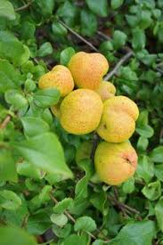 Our range includes several hundred varieties, covering apples, pears, plums, gages, cherries, vines, medlars, quinces, and some soft fruit. British Exotic Fruit