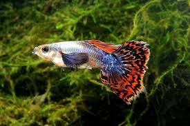Dumbo Mosaic Guppy Breeding Pair Females Will Be Pregnant Free Expedited Shipping Betta Fish Aquarium Fish For Sale Guppy Fish
