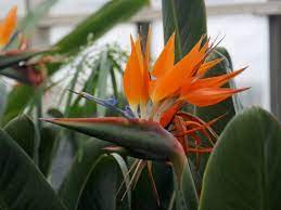22 Insanely Cool Conversation Piece Plants For Your Garden Unusual Flowers Birds Of Paradise Flower Rare Flowers