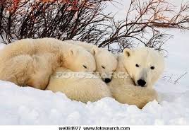 Polar Bear Ursus Maritimus Mother And Cubs Stock Photo Hayvanlar