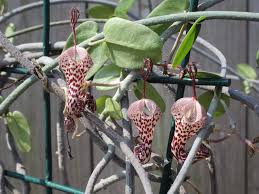 Image result for Ceropegia pygmaea