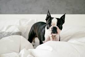 What Is The Fair Housing Act For Emotional Support Animals Esa Doctors Emotional Support Animal Boston Terrier Animals