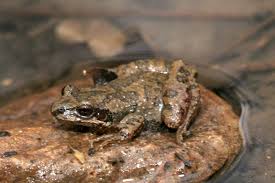 The mountain chorus frog is a small, stocky frog, usually brown or gray, with a prominent stripe running from the eye to the groin on each side of the body. Mountain Chorus Frog Pa Herp Identification