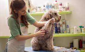Maybe you would like to learn more about one of these? Benefits Of Hiring Professional Pet Groomer Pets In The City