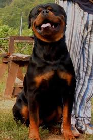 Rottweiler Puppy Black And Brown Dogs Pin By Mary Johnston On Love My Rotties Rottweiler Lovers Rottweiler Puppies Rottweiler Love
